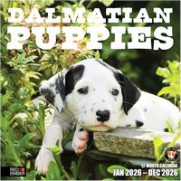 Dalmatian Puppies 2026 Calendar