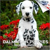 Dalmatian Puppies 2026 Calendar