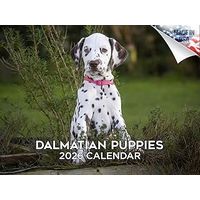 Dalmatian Puppies 2026 Calendar