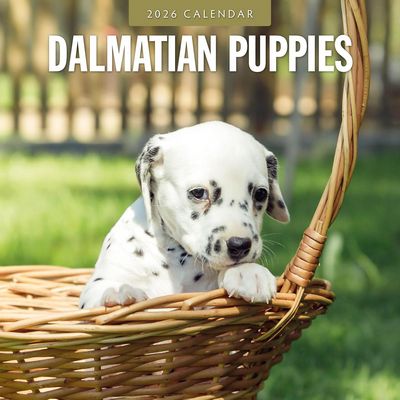 Dalmatian Puppies 2026 Calendar