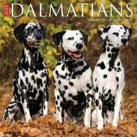 Dalmatians 2026 Calendar