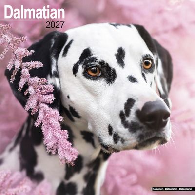Dalmatian 2027 Wall Calendar