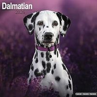 Dalmatians 2026 Calendar