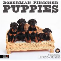Doberman Pinscher Puppies 2026 Calendar