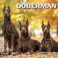 Doberman 2026 Calendar