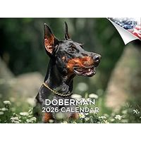 Doberman 2026 Calendar