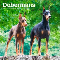 Doberman 2026 Calendar