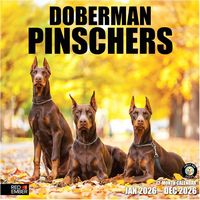 Doberman Pinschers 2026 Calendar