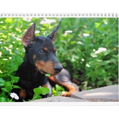 Doberman Puppy Calendar
