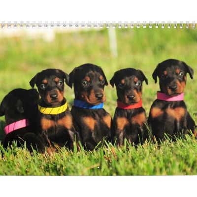 Doberman Puppy Calendar