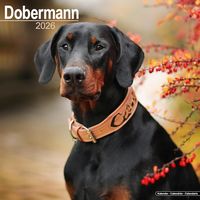 Dobermann 2026 Wall Calendar