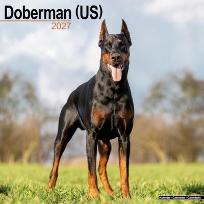 Doberman 2027 Wall Calendar