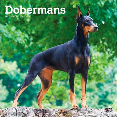 Dobermans 2027 Wall Calendar