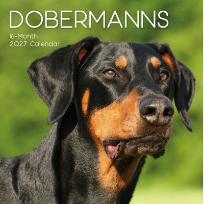 Dobermanns 2027 Wall Calendar