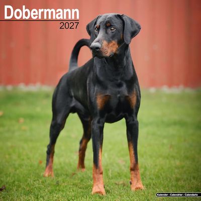 Dobermann 2027 Wall Calendar