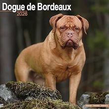 Dogue De Bordeaux 2026 Calendar