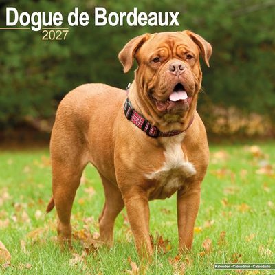 Dogue De Bordeaux 2027 Calendar