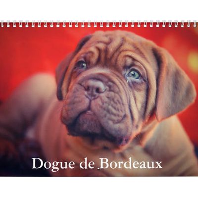 Dogue De Bordeaux 2027 Calendar