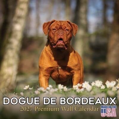 Dogue De Bordeaux 2027 Calendar