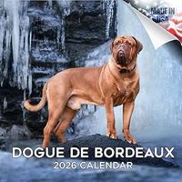 Dogue De Bordeaux 2026 Calendar
