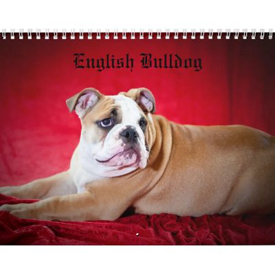 English Bulldog 2027 Wall Calendar