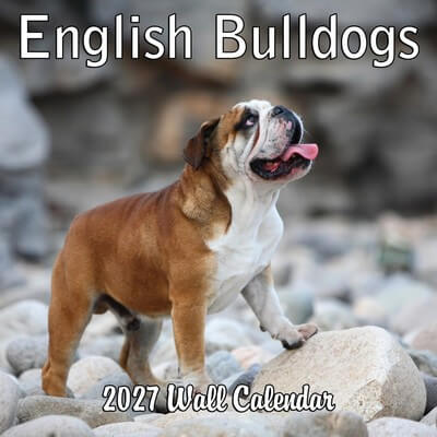 English Bulldog 2027 Wall Calendar