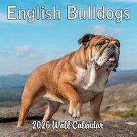 English Bulldogs 2026 Calendars