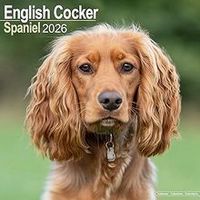 English Cocker Spaniel 2026 Calendar