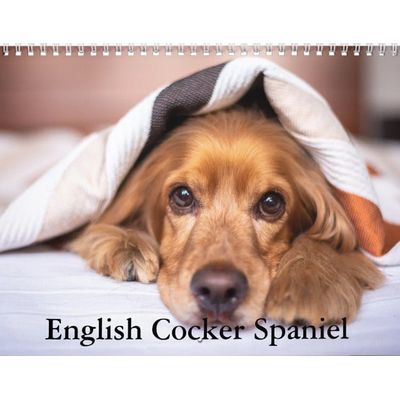 English Cocker Spaniels 2027 Wall Calendar