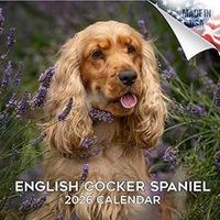 English Cocker Spaniel 2026 Calendar