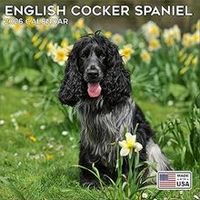 English Cocker Spaniel 2026 Calendar