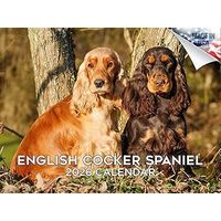 English Cocker Spaniel 2026 Calendar