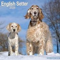 English Setter 2026 Calendar