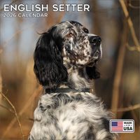 English Setter 2026 Calendar