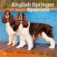 English Springer Spaniels 2026 Calendar