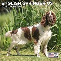 English Springer Spaniels 2026 Wall Calendar