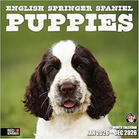 English Springer Spaniel Puppies 2026 Wall Calendar