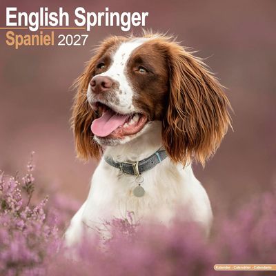 English Springer Spaniel 2027 Wall Calendar