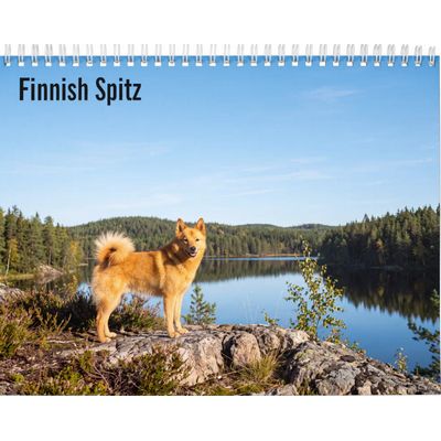 Finnish Spitz 2027 Calendar