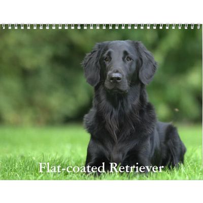 Flat Coated Retriever 2027 Calendar