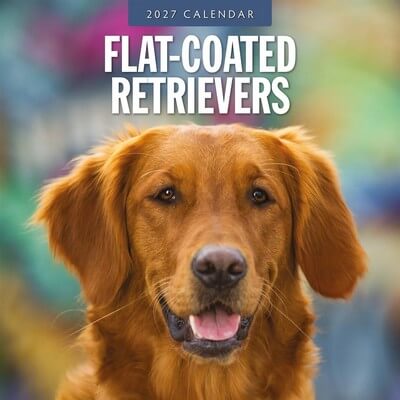 Flat Coated Retriever 2027 Calendar