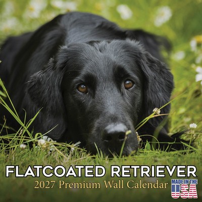 Flat Coated Retriever 2027 Calendar