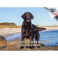Flatcoated Retriever 2026 Calendar