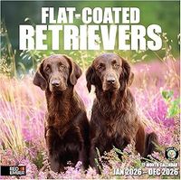 Flatcoated Retriever 2026 Calendar