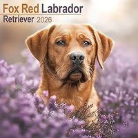 Fox Red Lab 2026 Calendar