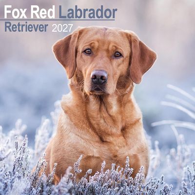 Fox Red Labrador Retriever 2027 Calendar