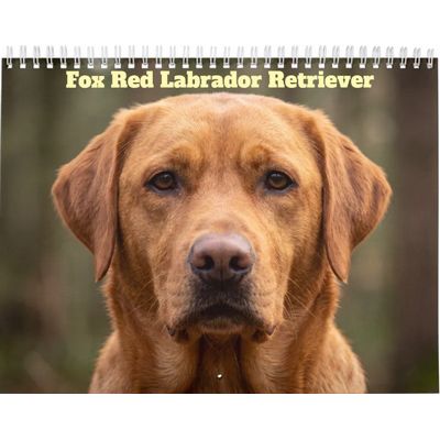 Fox Red Labrador Retriever 2027 Calendar