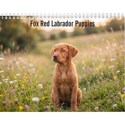 Fox Red Labrador Retriever Puppies 2027 Calendar