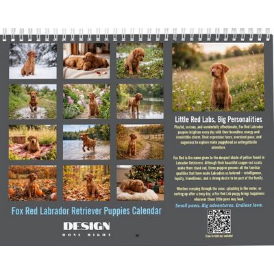 Fox Red Labrador Retriever Puppies 2027 Calendar