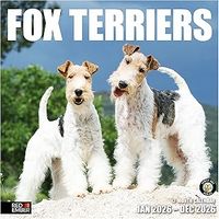 Fox Terrier Wire Haired 2026 Calendar
